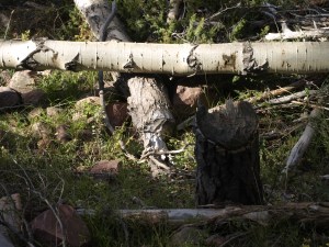 Where there is Aspen, there are Beavers