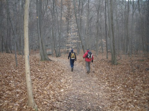 Fall Foliage is pretty much all down now.