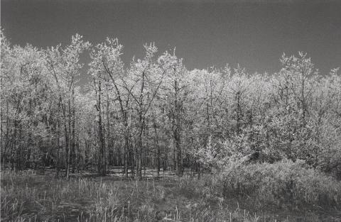 ph1291863206027669771