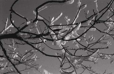 ph1292952961027669771